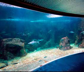 Le plus grand aquarium des Caraïbes: le centre de la mer de Gosier